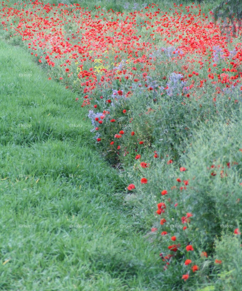 field of poppies