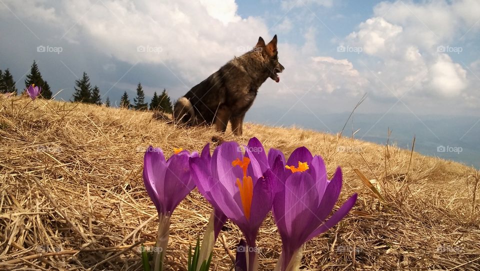 German Shepherd dog on the walk in nature. Slovakia
