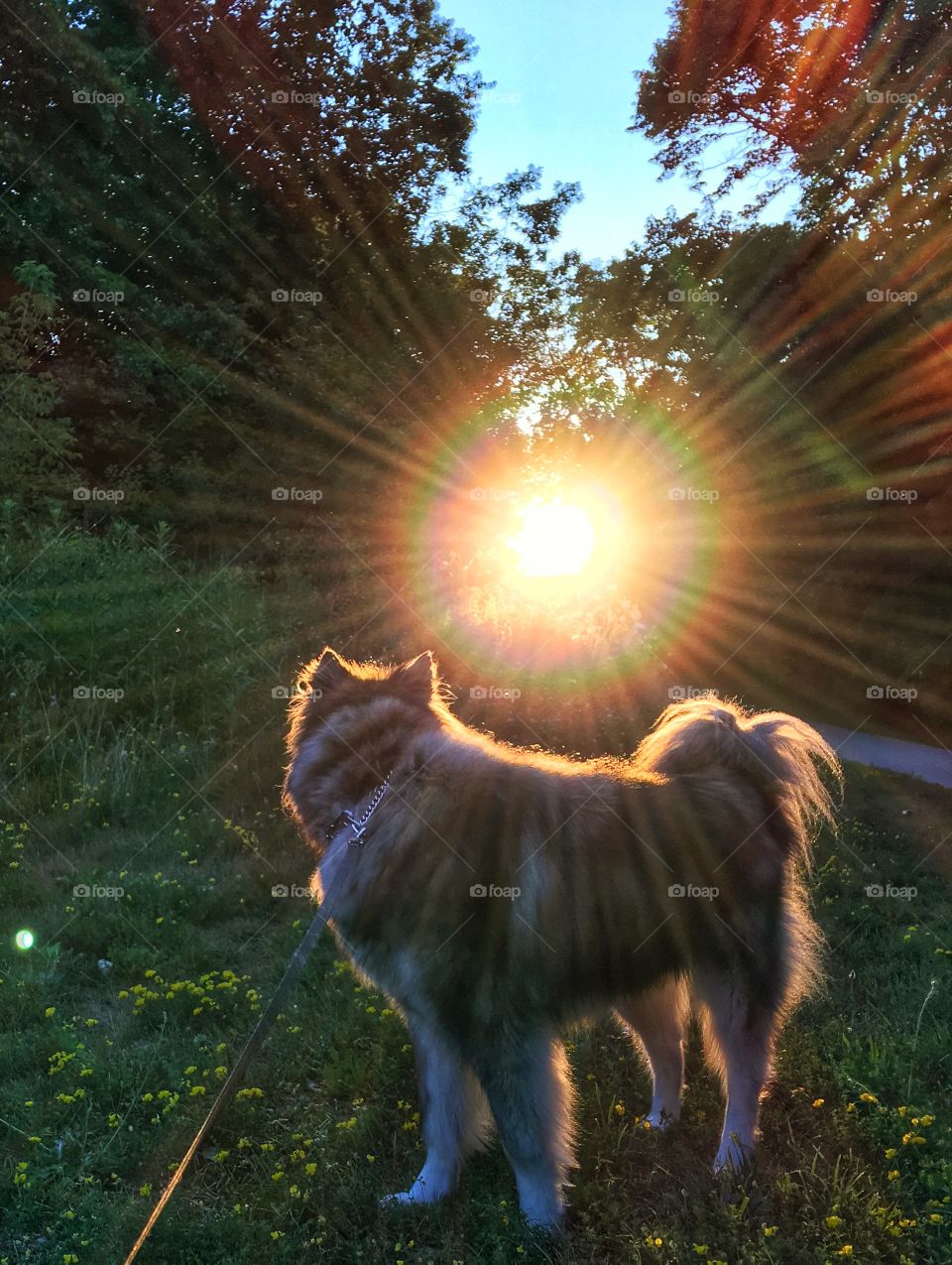 Dog look way towards the sunlight