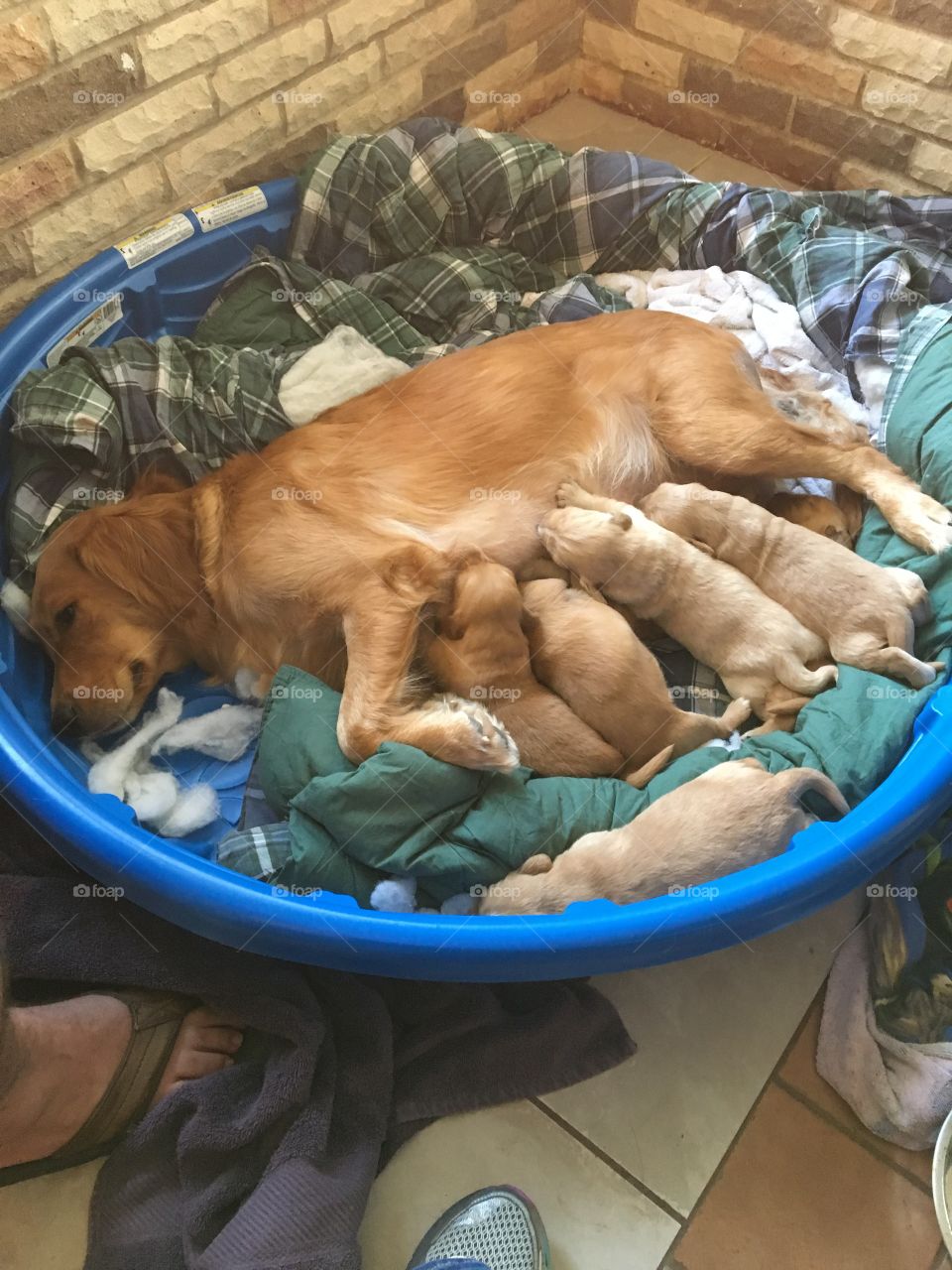 Mom and her pups. 