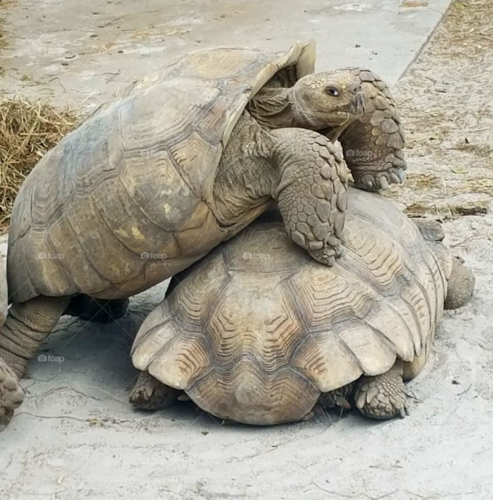 Turtle, Tortoise, Shell, Slow, Reptile