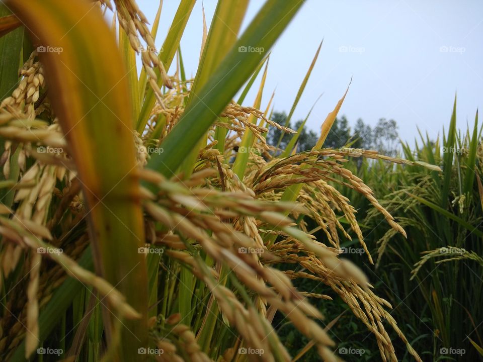 paddy field