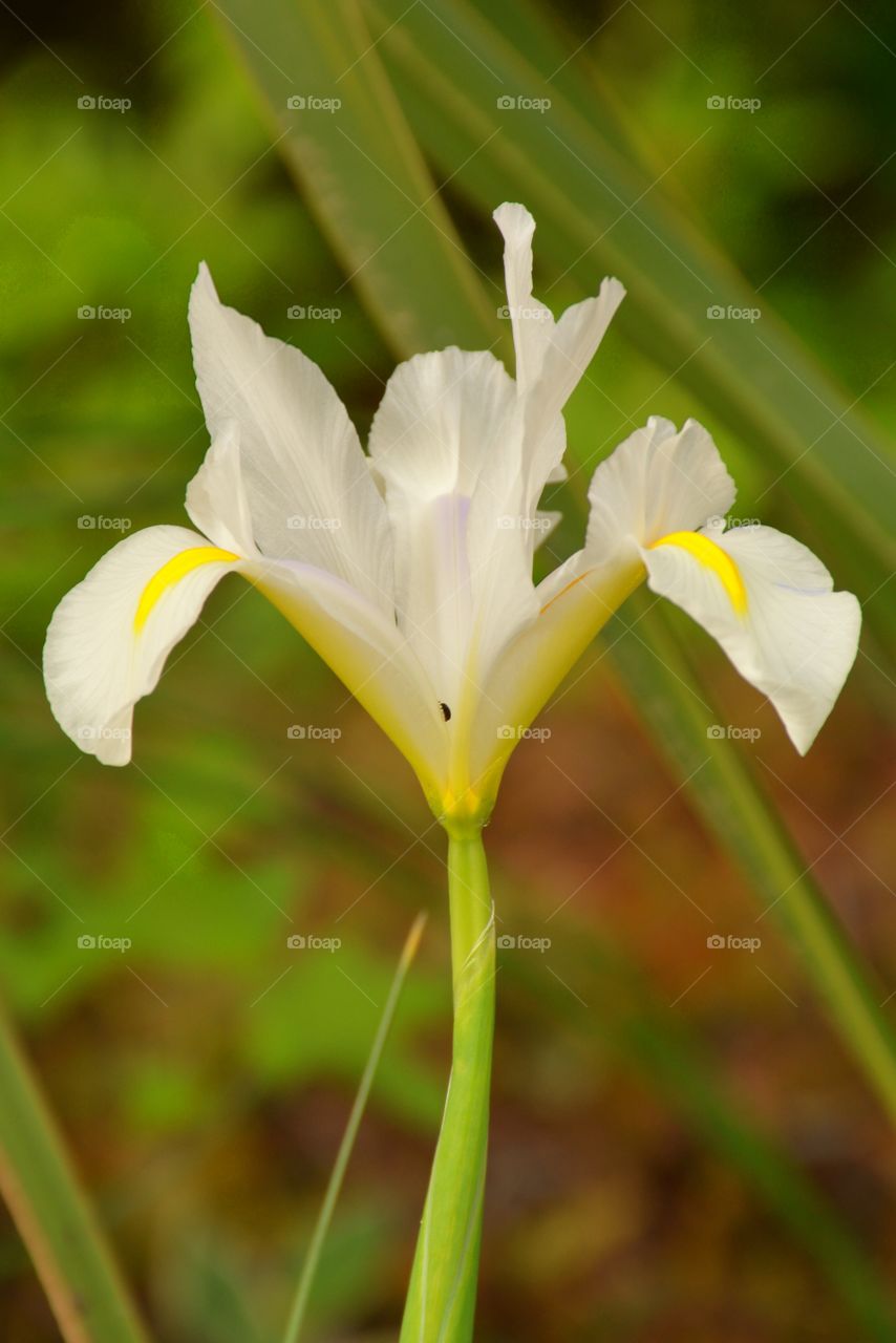 Iris 1