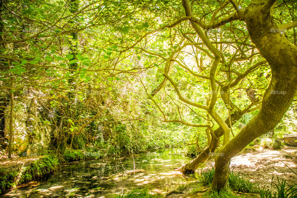 Green forest river