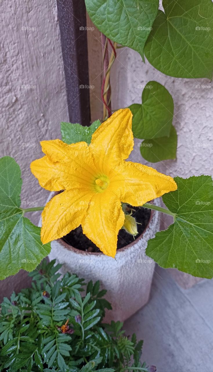 gardening green leaves and flowers in pot, love earth