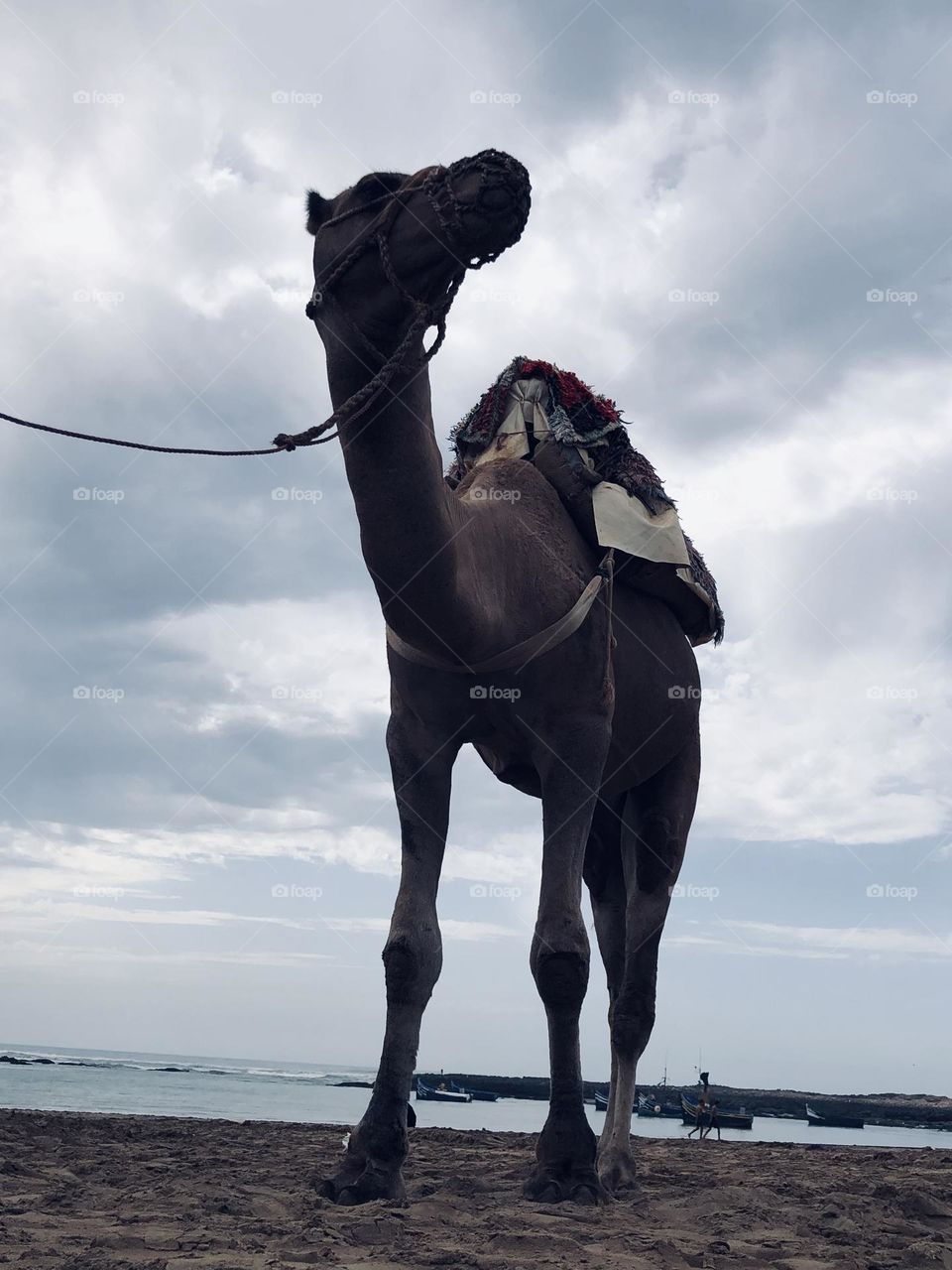 Beautiful camel embracing the sky