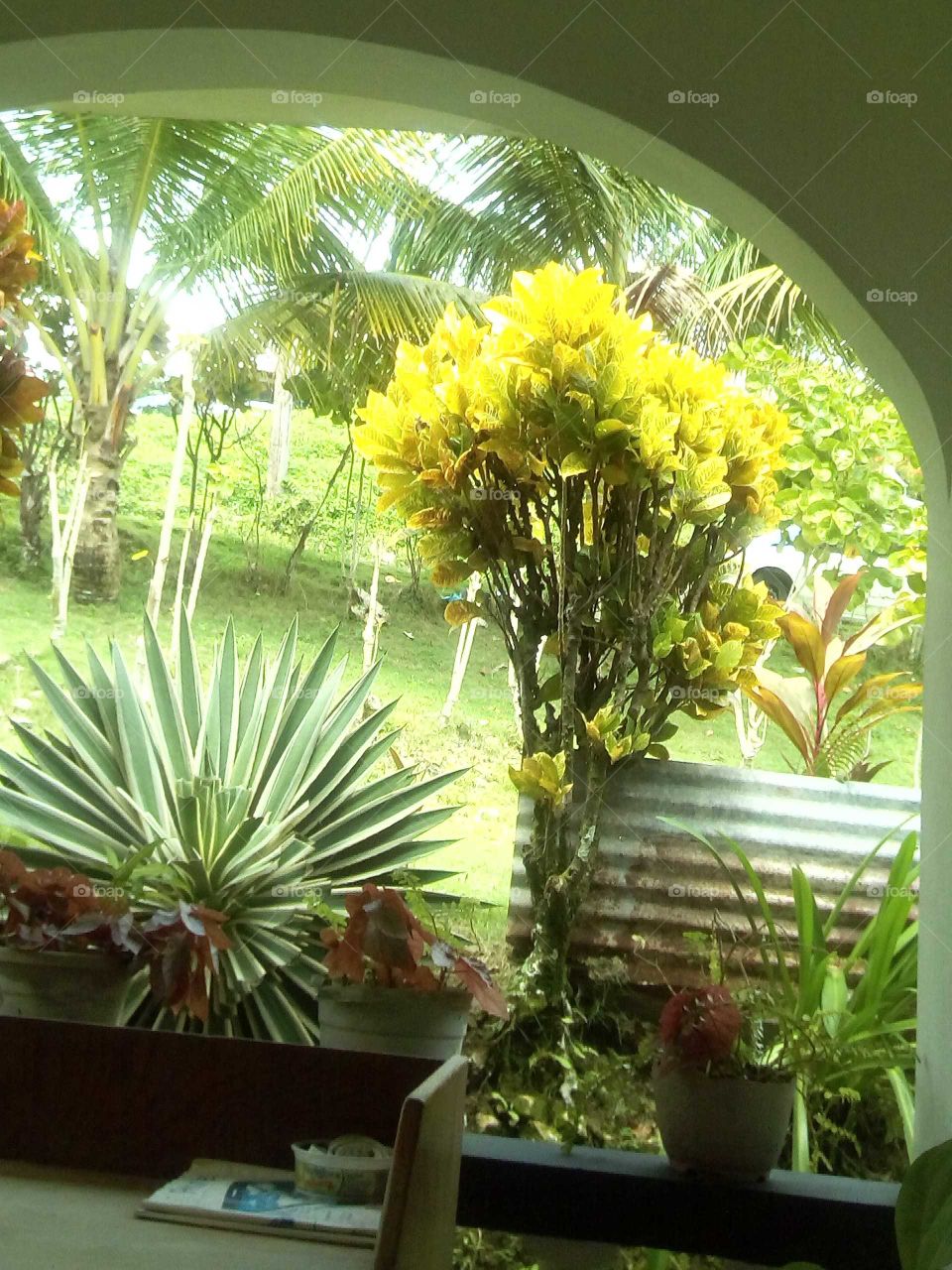 some of the most beautiful plants you will ever see we all love to have beautiful plants in our home.