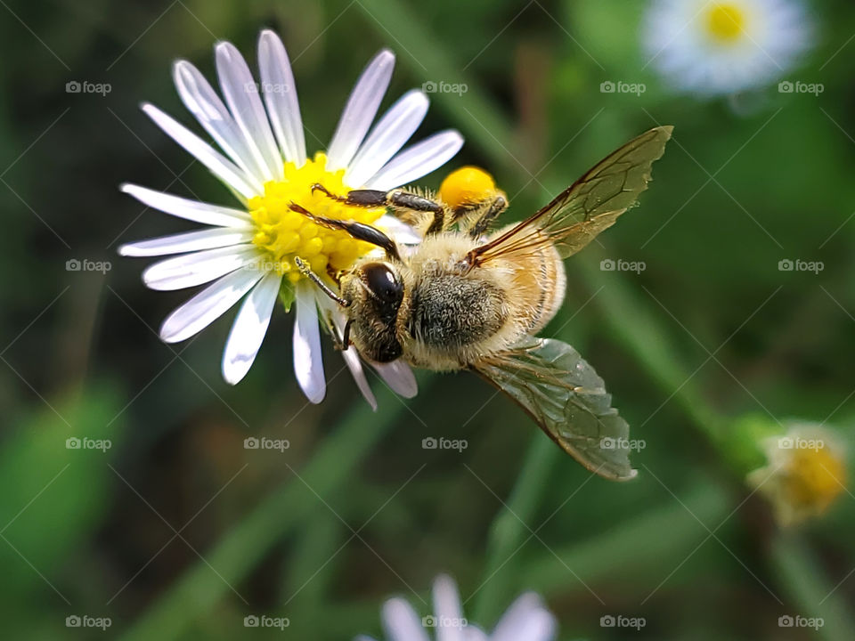 Bee pollinating a wildflower