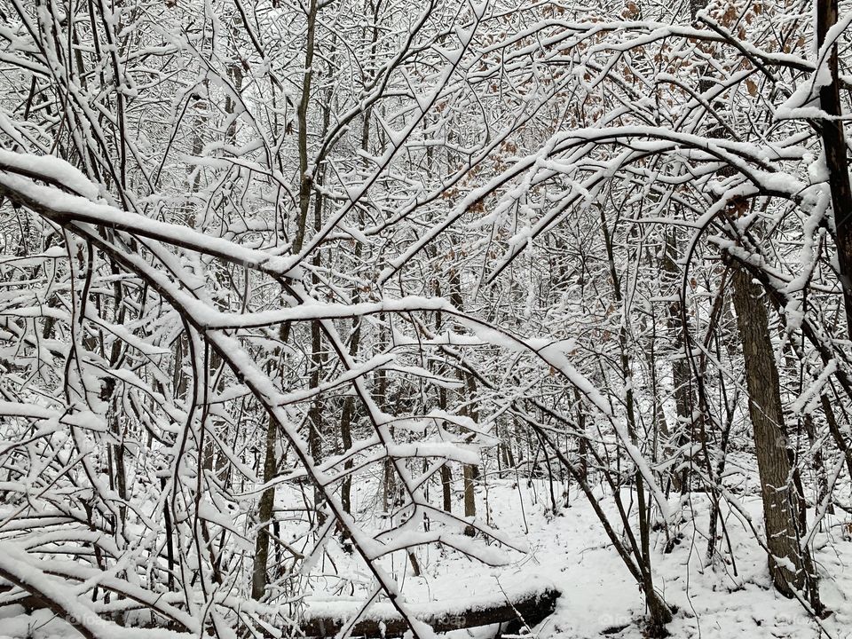 Forest snow