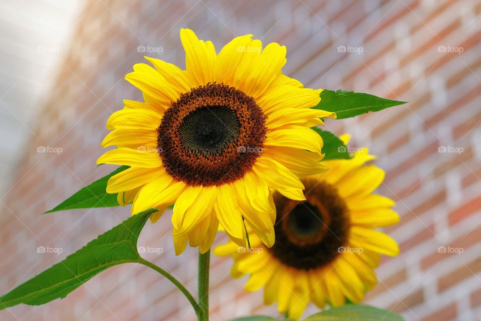 sunflowers