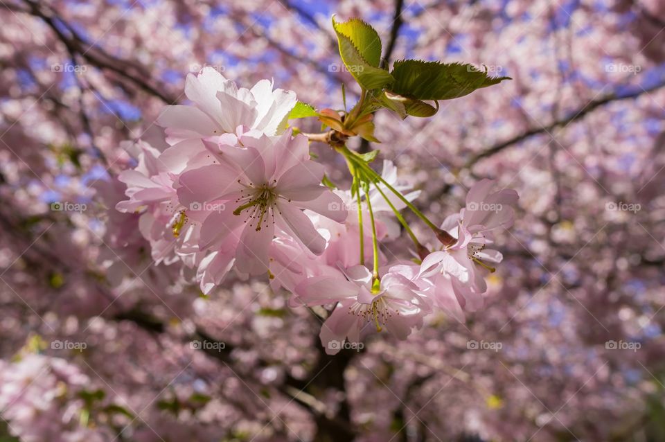 Pink park