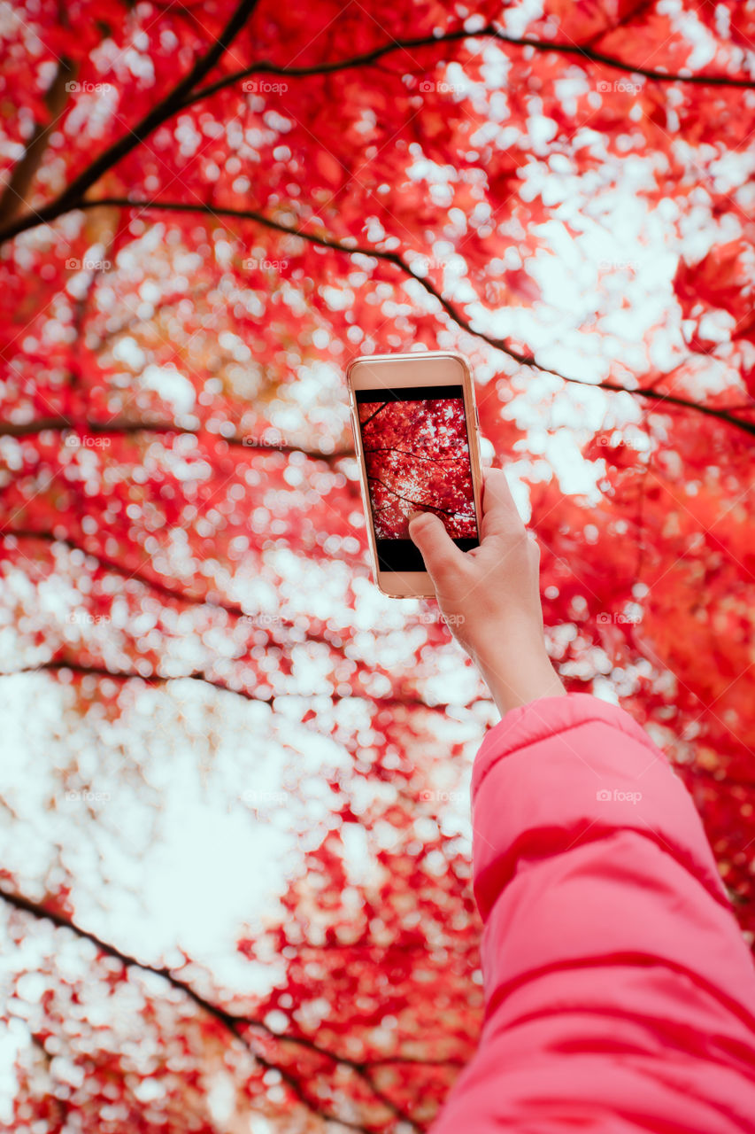 Person photographing red maple tree