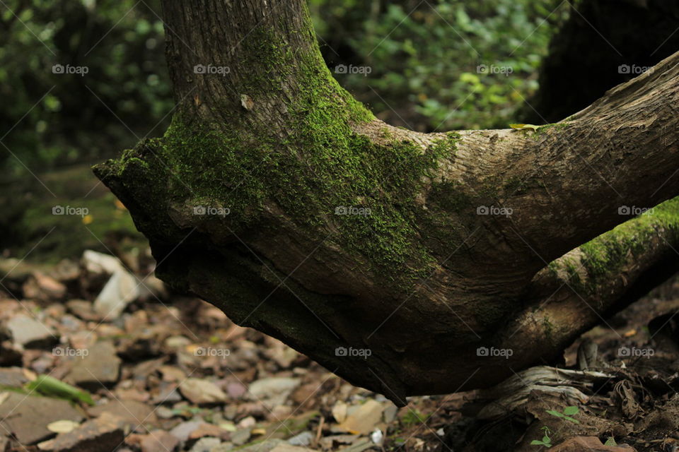 wooden log