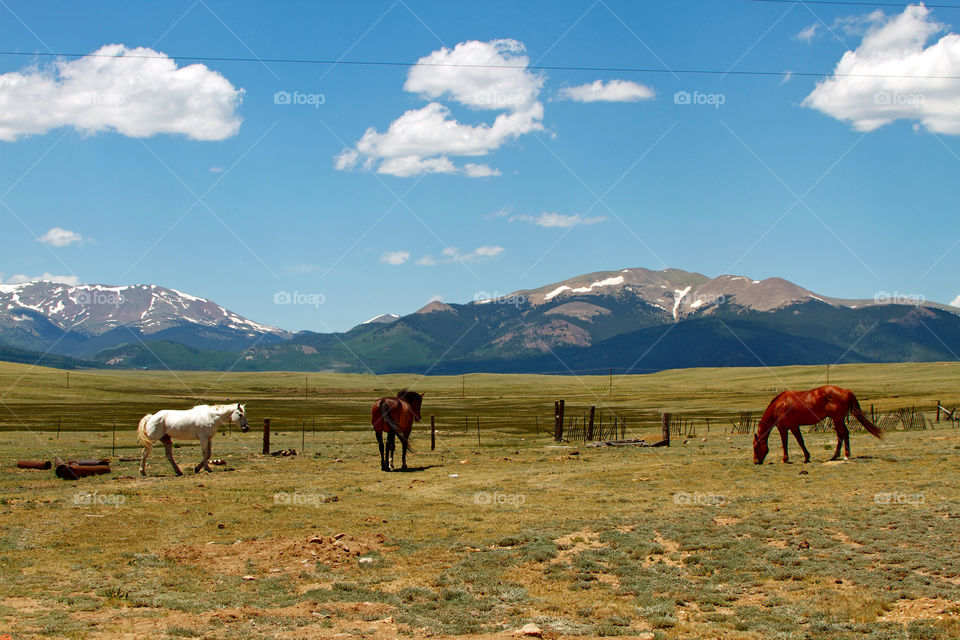 Ranch in colorado