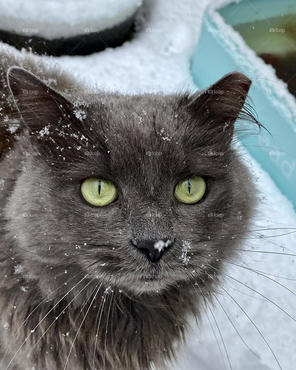 A grey fluffy cat sitting outside while it snows