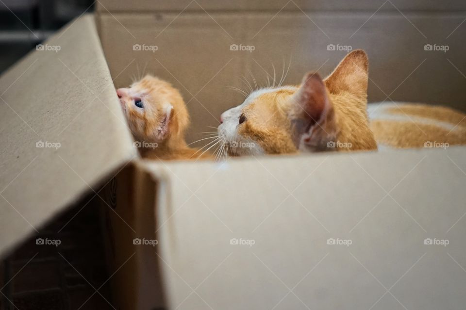 mom cat and kid kitten