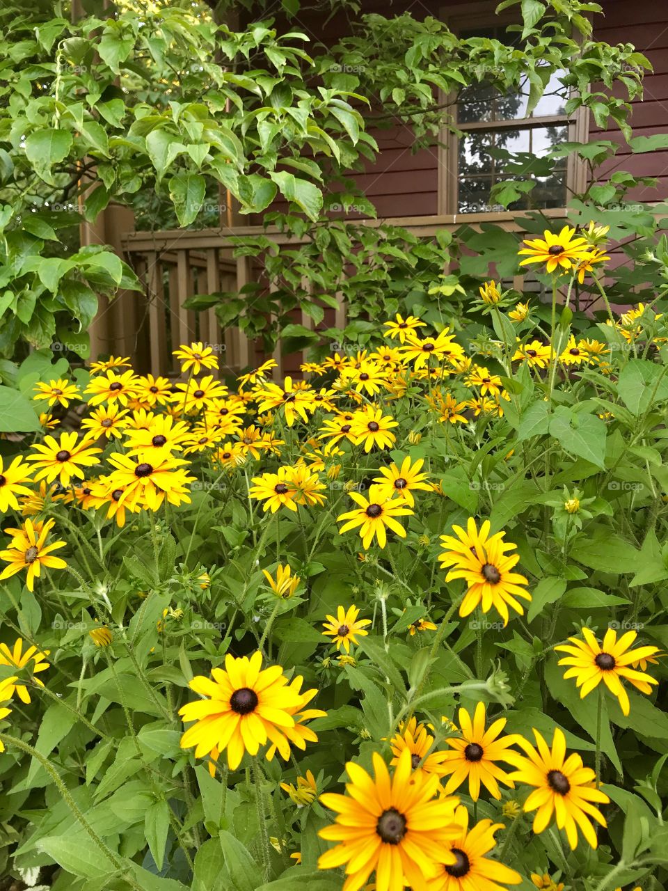 Black eyed Susan’s blooming in front of a porch