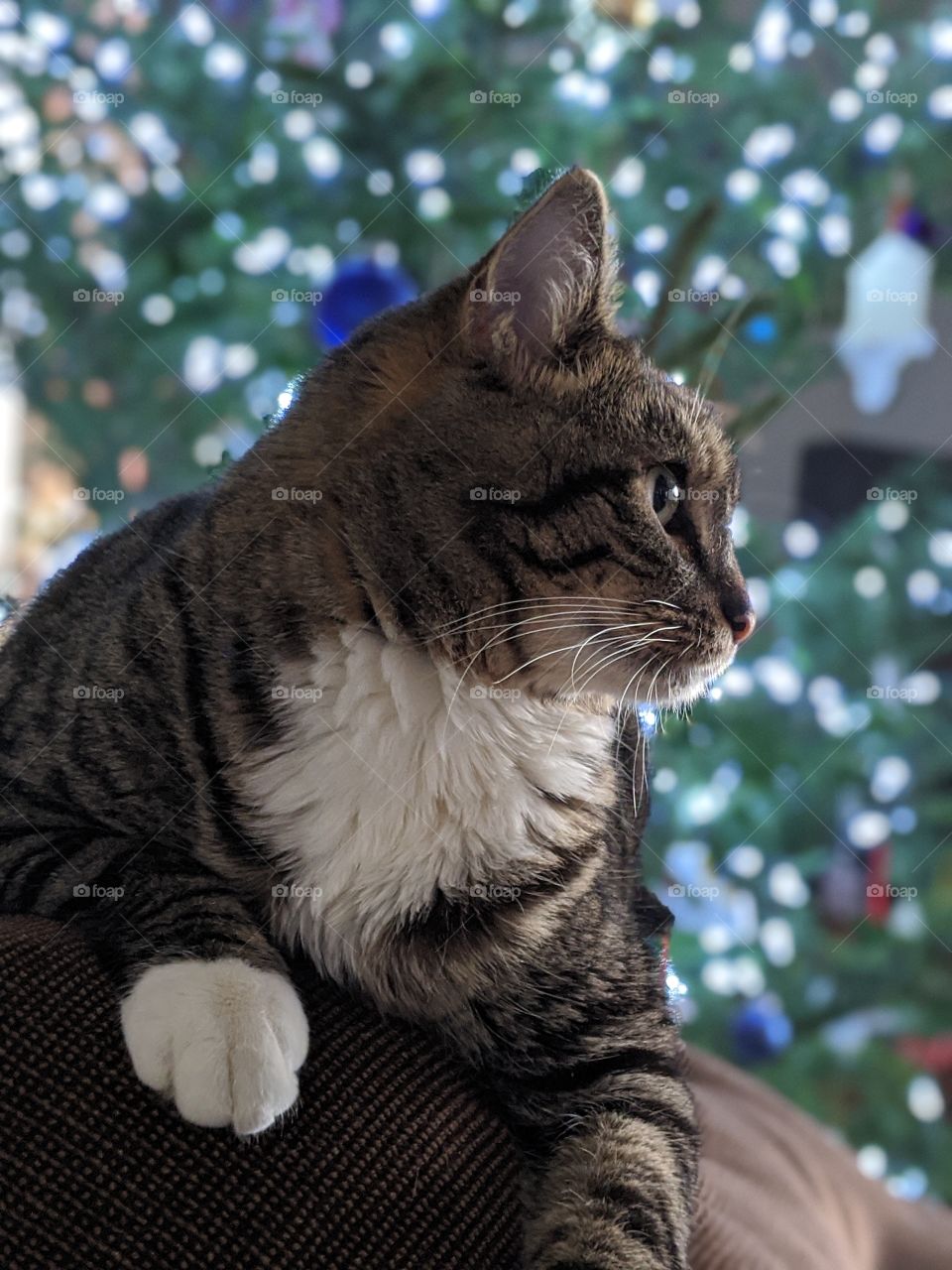Christmas cat
