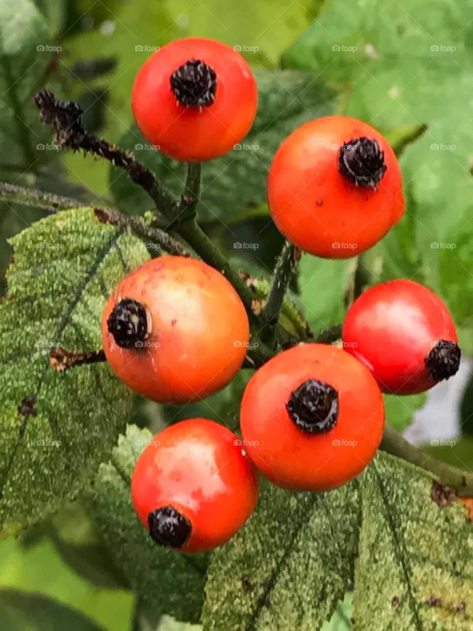 No Person, Berry, Fruit, Leaf, Nature