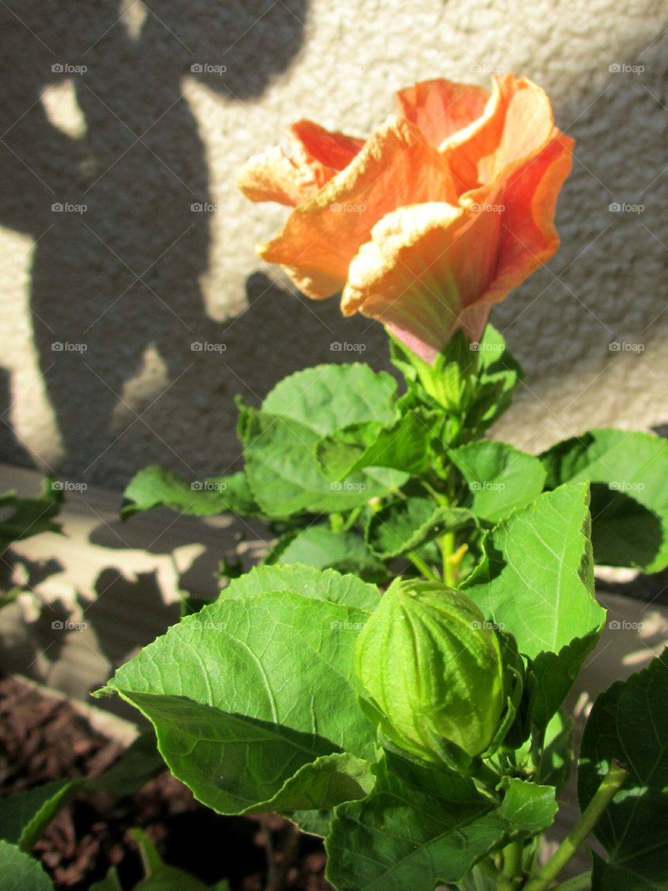 Hibiscus bud. Tropical Hibiscus bud and blossom