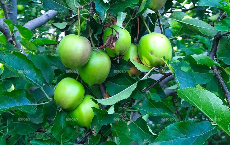 Circle green apples on a tree the green leaves in the garden 