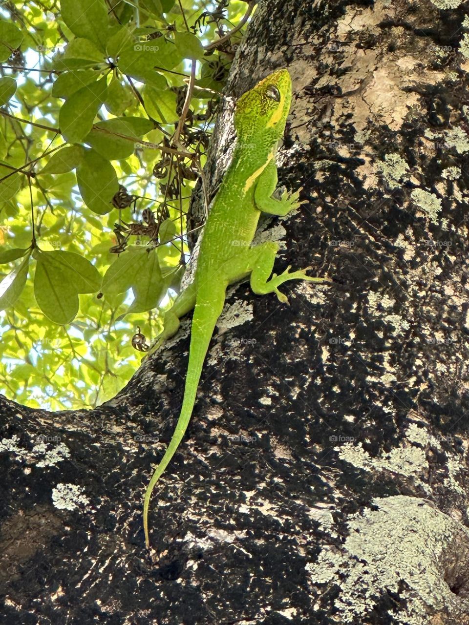 The knight anole, Anolis equestris, might look like a miniturized iguana. In fact, some call it the iguanito. Green is a vibrant and eye-catching shade. It is a color you may use to make someone feel relaxed and calm or expand their imagination