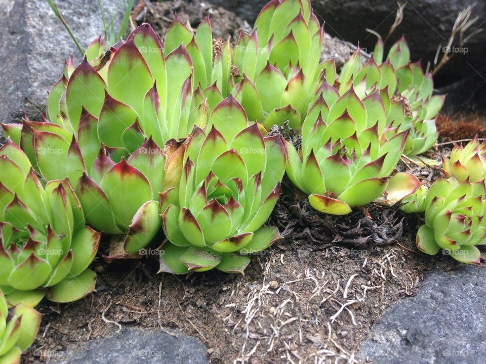 Cacti 