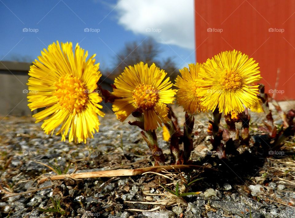 Coltsfoot