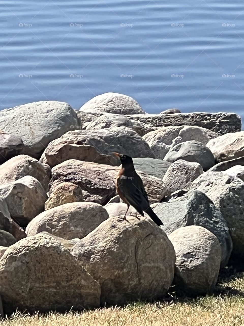 A bird on some rocks by the water