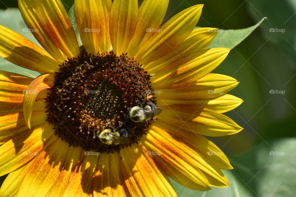 Bee with pollen 