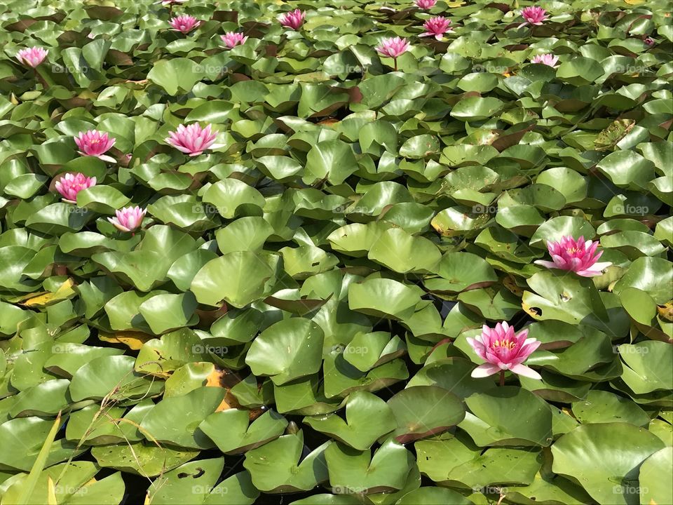 Water lilies 