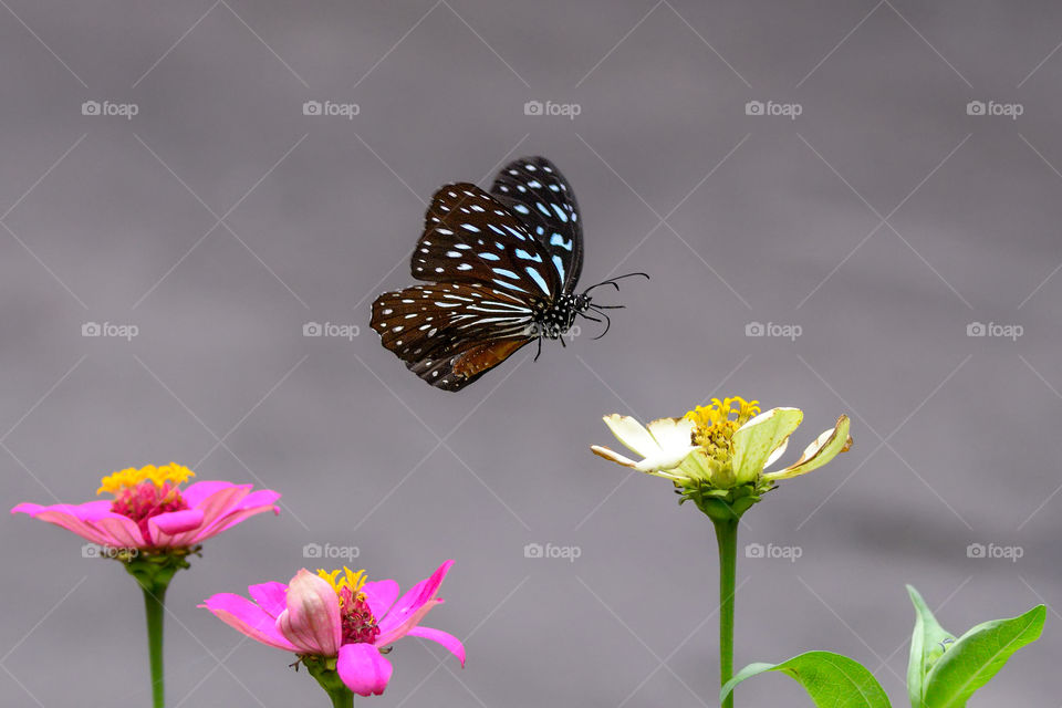 garden in the morning