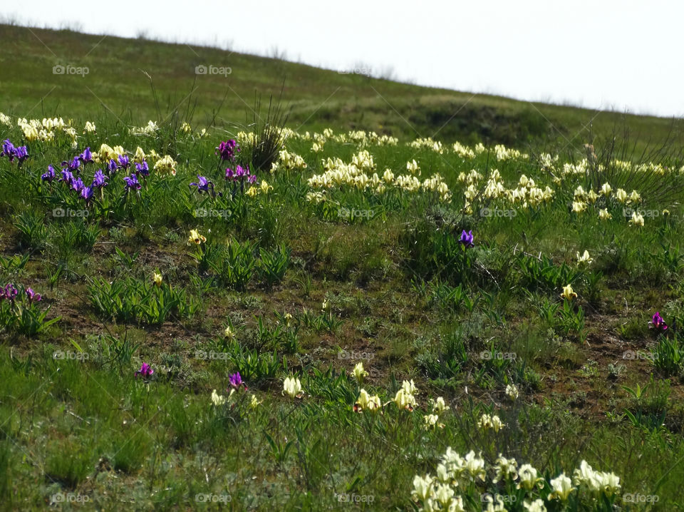 Wild  flowers