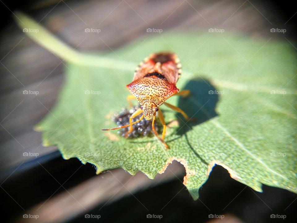 Cimice che feconda le uova