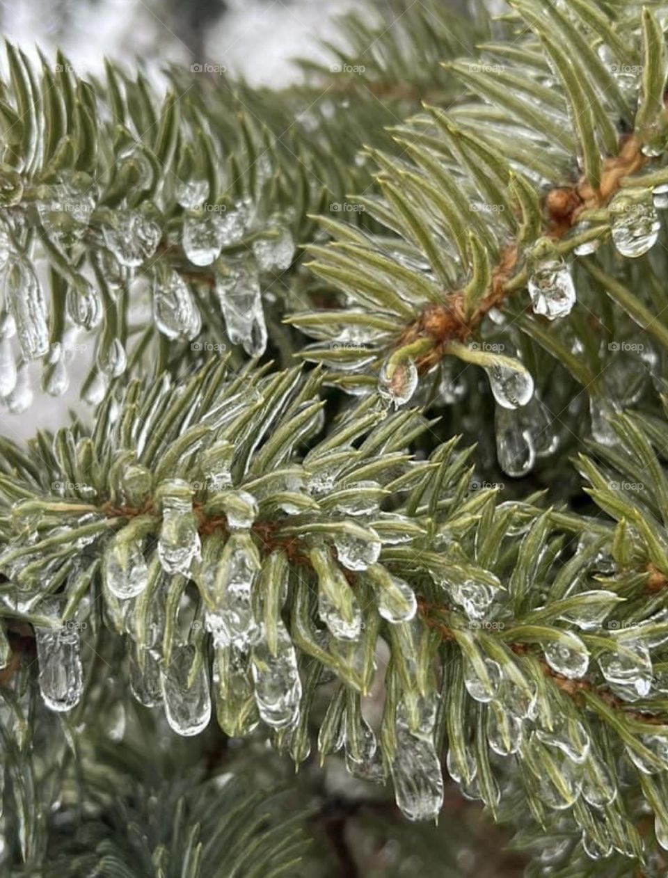 Ice covered pine tree branches