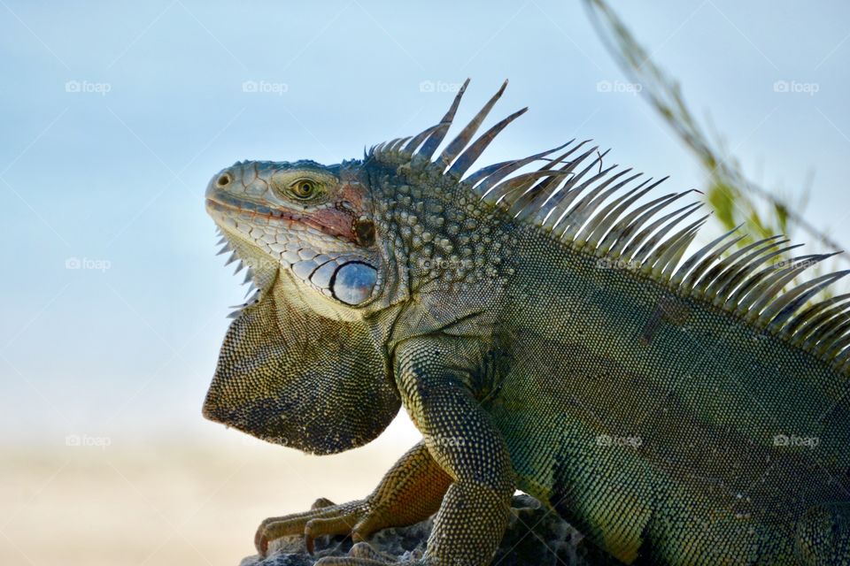 Profile of a lizzard