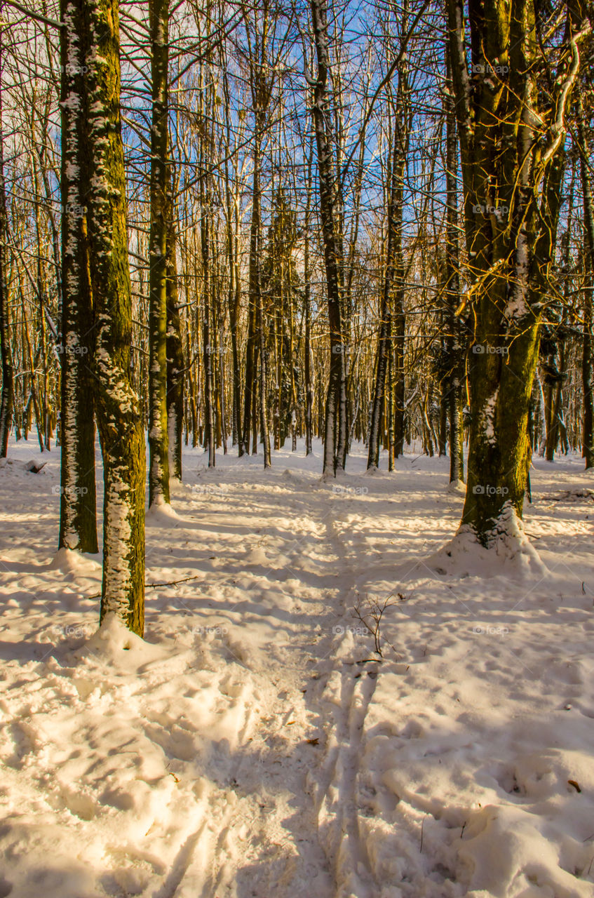 winter landscape