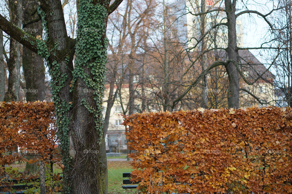 trees leaves park autumn by lexlebeur