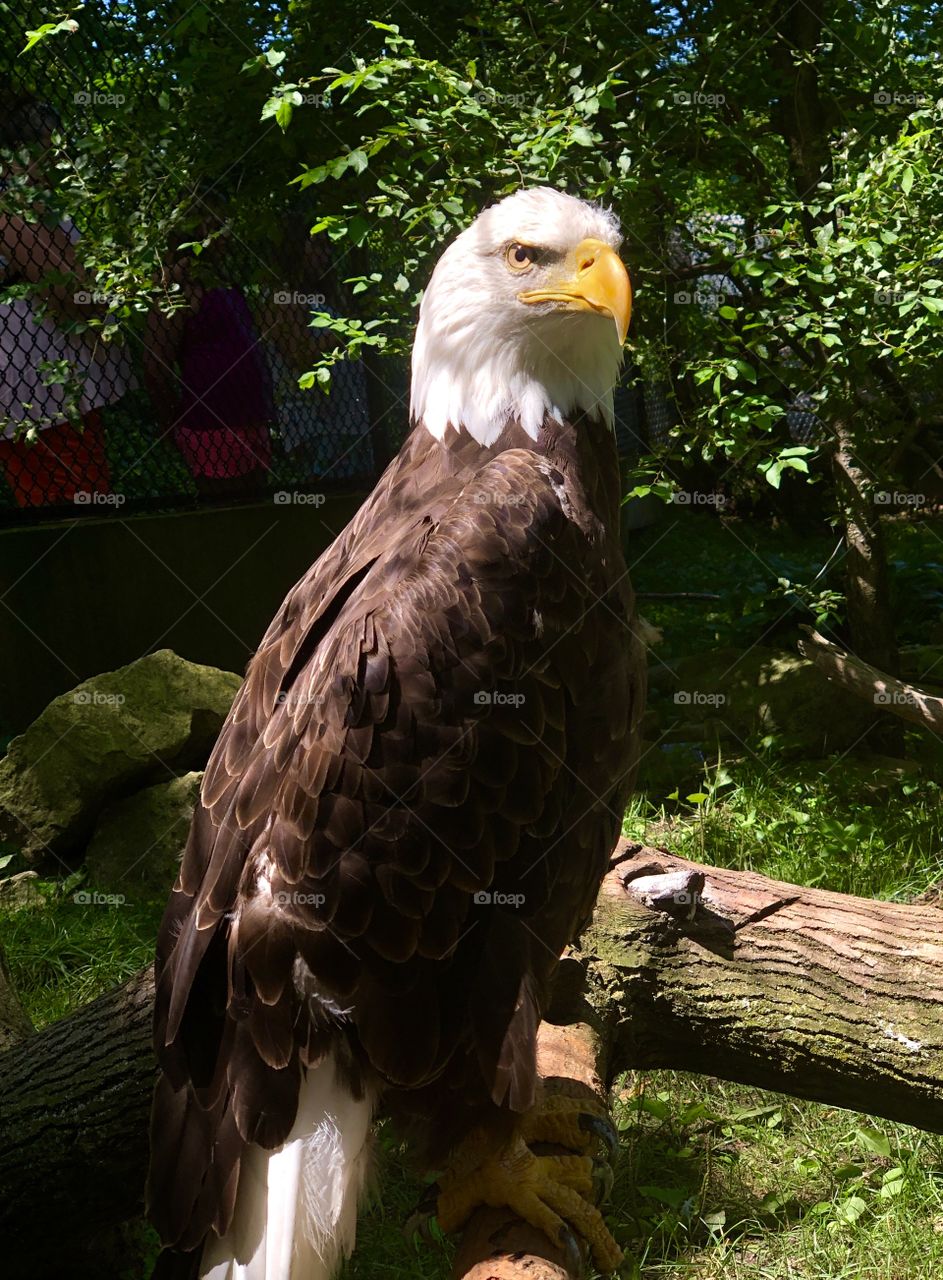 Zoo Animals- Eagle