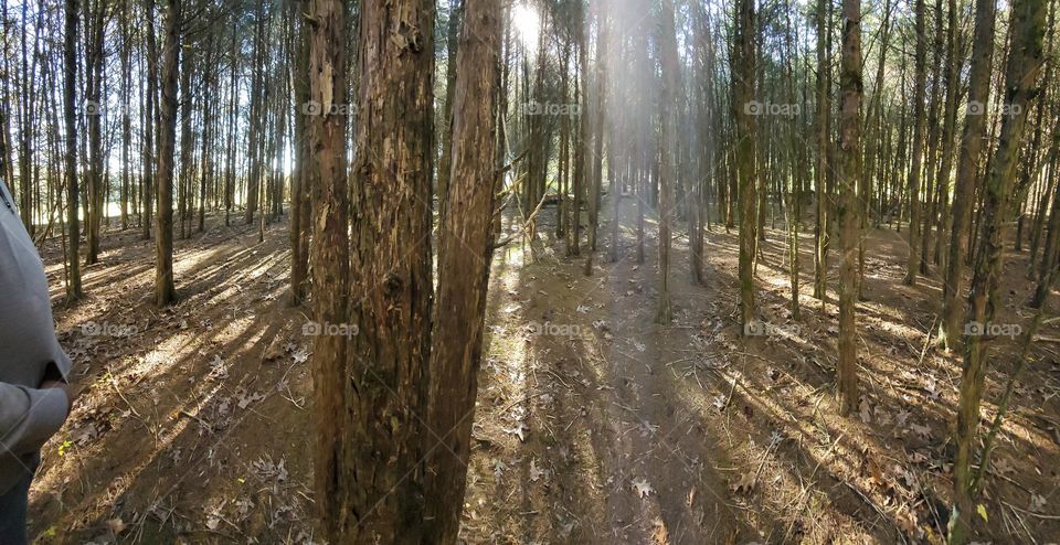 sun peeking through thick forest trees