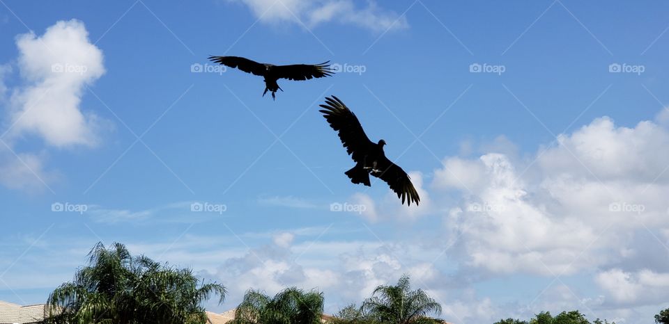 vultures