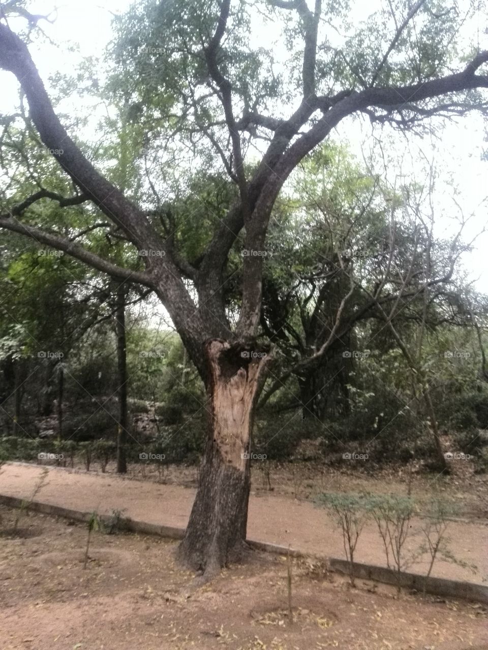 old tree in park in single stand