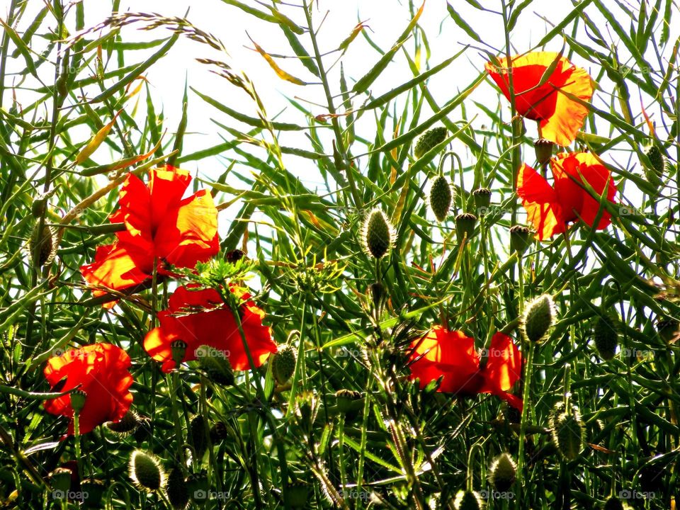 beautiful poppies