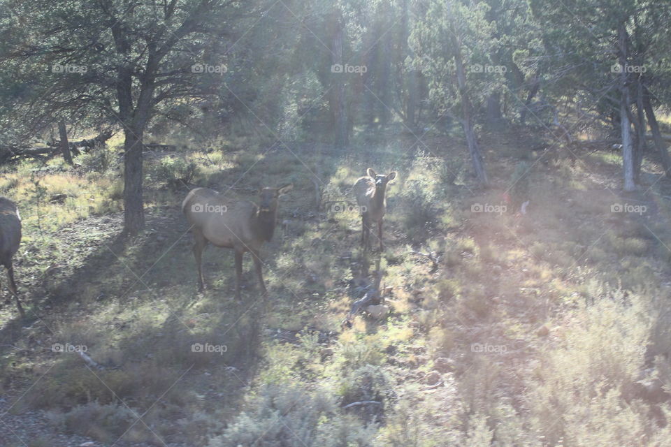 Grand Canyon wildlife