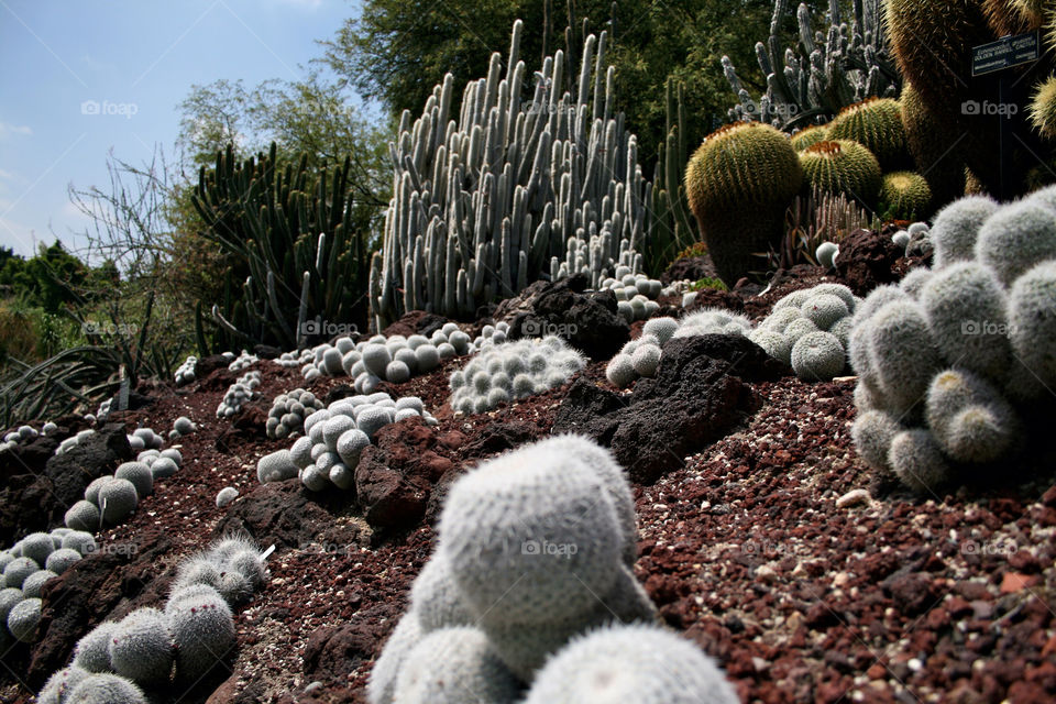 garden red cactus rocks by majamaki