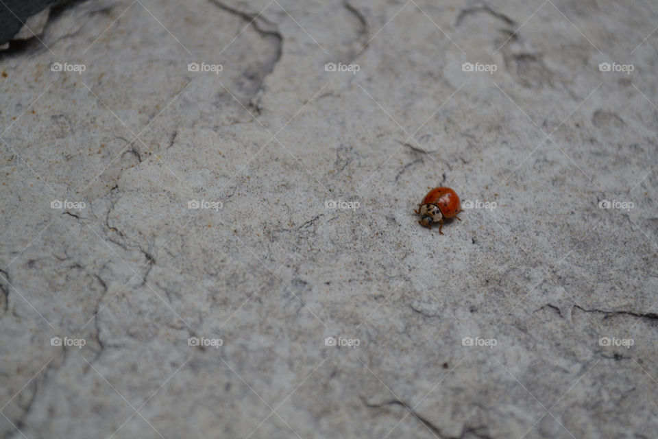 tiny ladybug on stone. A tiny ladybug on a stone