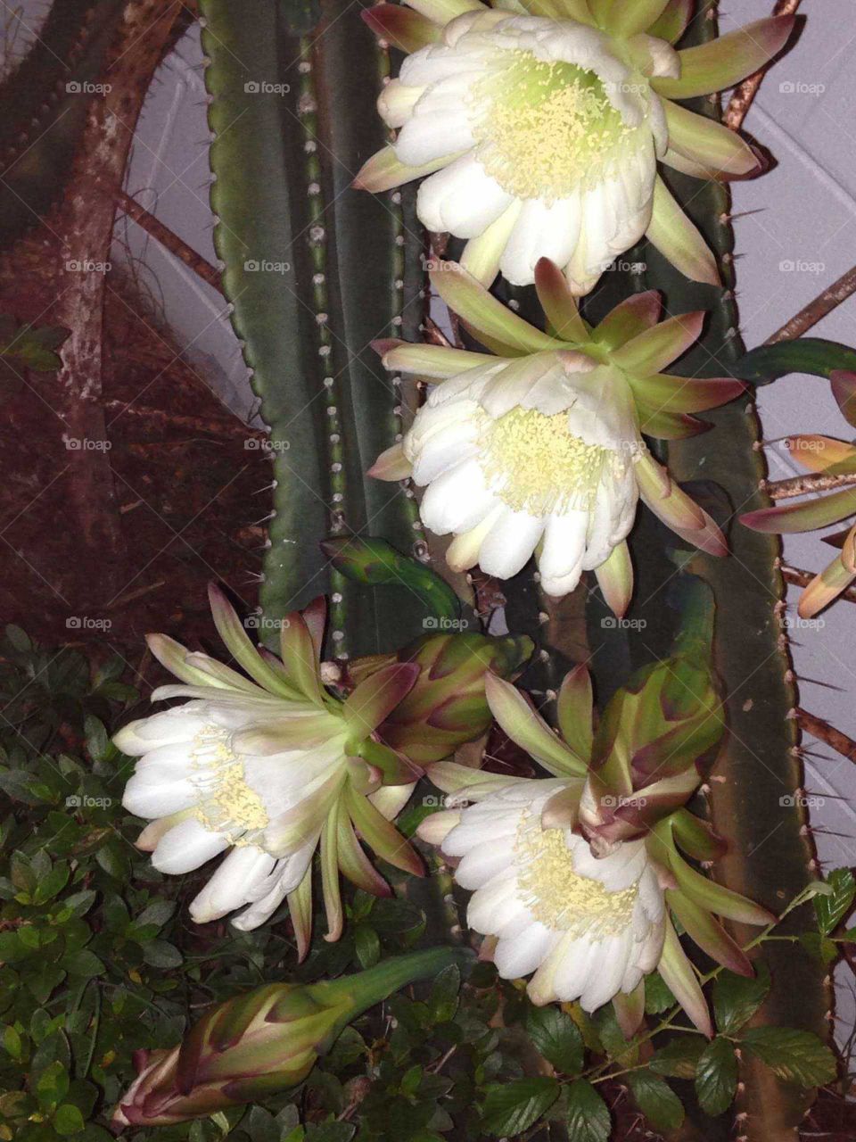 Night Blooming Catus