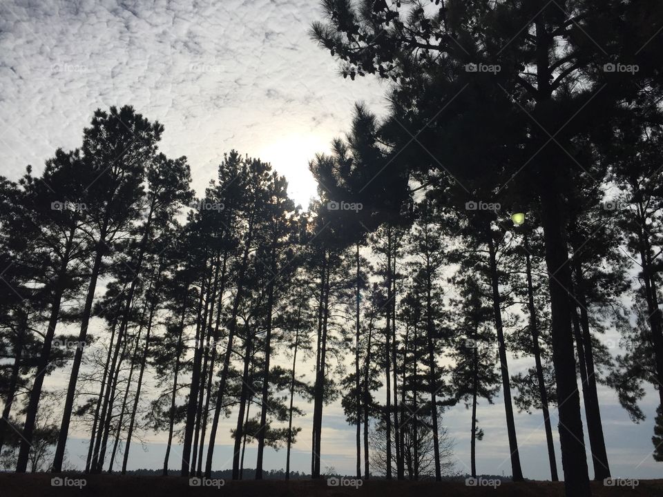 Sun above the pines