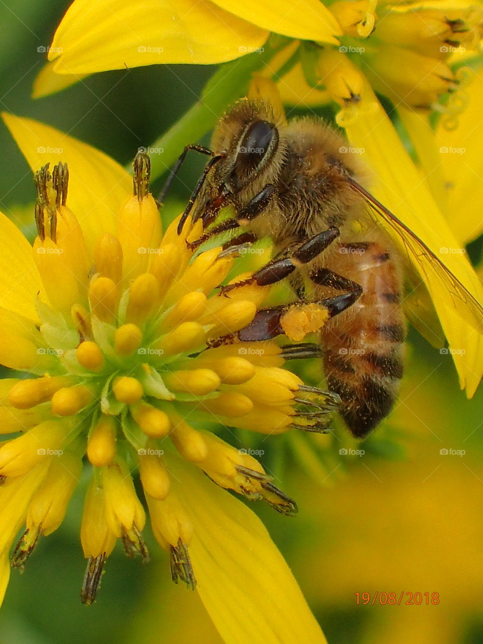 Honey bee on Wild Golden Glow