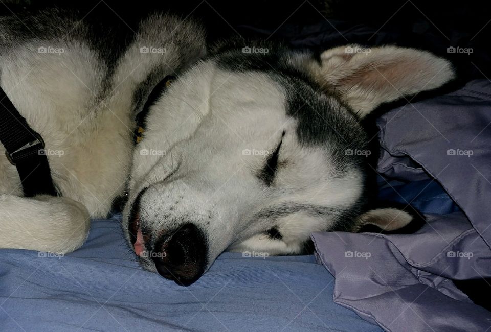 husky dreaming 